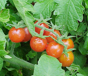 budidaya tomat