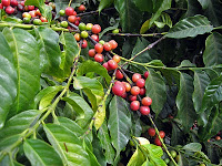 tanaman kopi